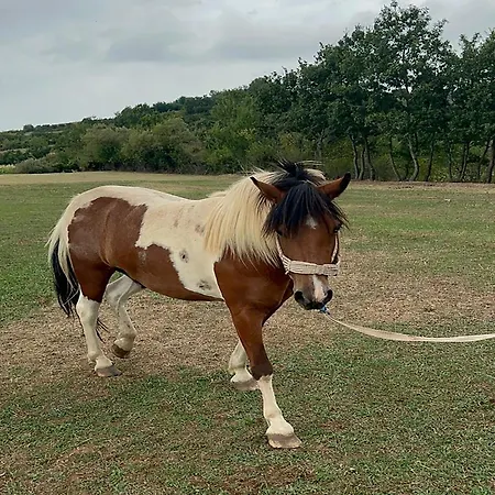 Kurora E Gjelber Peshkopi