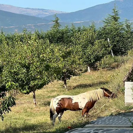 Kurora E Gjelber Feriested Peshkopi