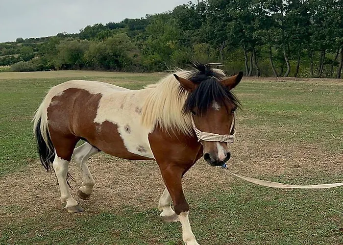 Kurora E Gjelber Peshkopia